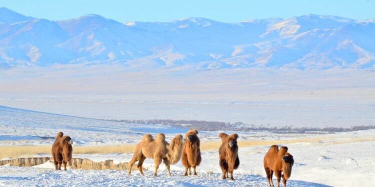 ЦАГ АГААР: Зүүн аймгуудын нутгаар цас орж, цасаар шуурга
