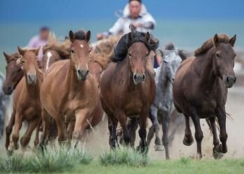 ЦАГ АГААР: Алтай, Хангай, Хөвсгөлийн уулархаг нутгаар цас орно