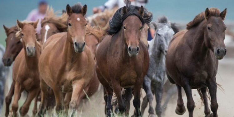 ЦАГ АГААР: Алтай, Хангай, Хөвсгөлийн уулархаг нутгаар цас орно
