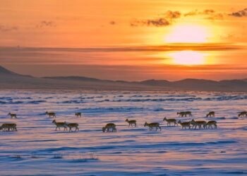ЦАГ АГААР: Монгол-Алтайн уулархаг нутгаар цас орж, цасаар шуурна