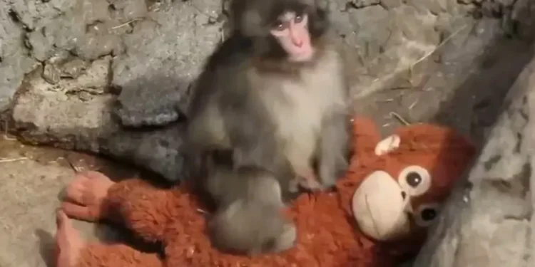 “Ганцаардсан Панч”: Ээждээ гологдсон бяцхан сармагчны сэтгэл хөдөлгөм түүх