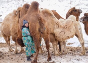 ЦАГ АГААР: Дархадын хотгор, Орхон-Сэлэнгийн бэлчрээр ялимгүй цас орно