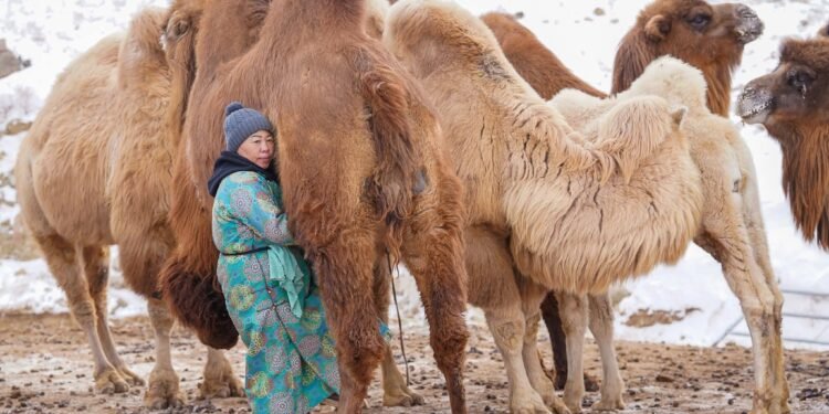 ЦАГ АГААР: Дархадын хотгор, Орхон-Сэлэнгийн бэлчрээр ялимгүй цас орно