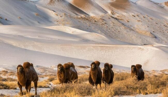 ЦАГ АГААР: Говийн бүс нутгаар +3…+8 градус дулаан байна