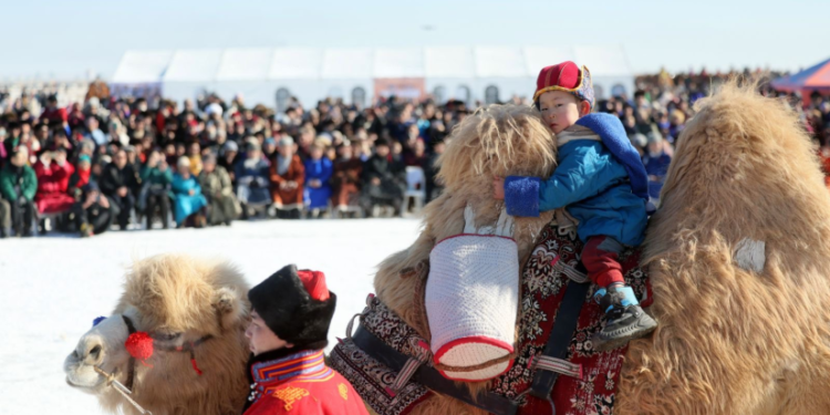 “Түмэн тэмээний баяр”-т 60 гаруй сумын тэмээчид 1000 тэмээтэй оролцов