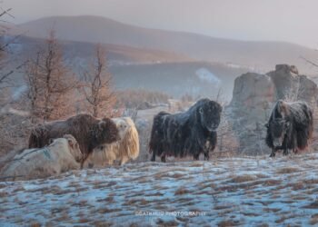 ЦАГ АГААР: Хангай, Хөвсгөлийн уулархаг нутгаар цас орж, цасаар шуурна
