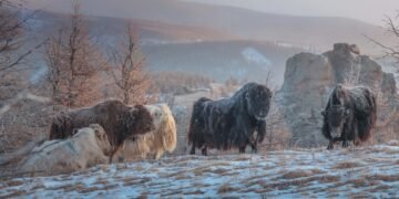 ЦАГ АГААР: Хангай, Хөвсгөлийн уулархаг нутгаар цас орж, цасаар шуурна