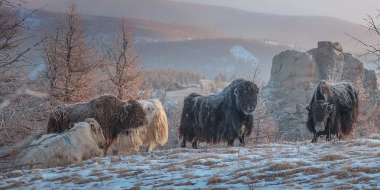 ЦАГ АГААР: Хангай, Хөвсгөлийн уулархаг нутгаар цас орж, цасаар шуурна
